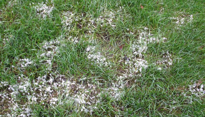 Sneeuwschimmel in gazon met ronde geelbruine plekken