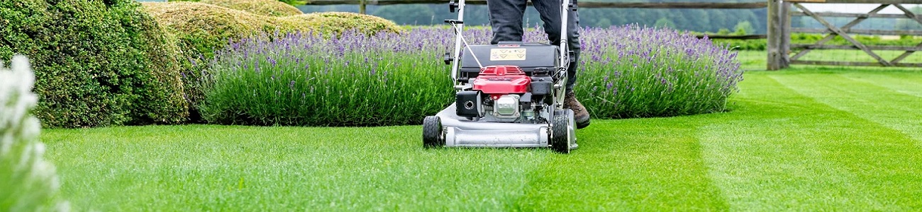 Gemaaid grasveld als basis voor een gezond en sterk gazon