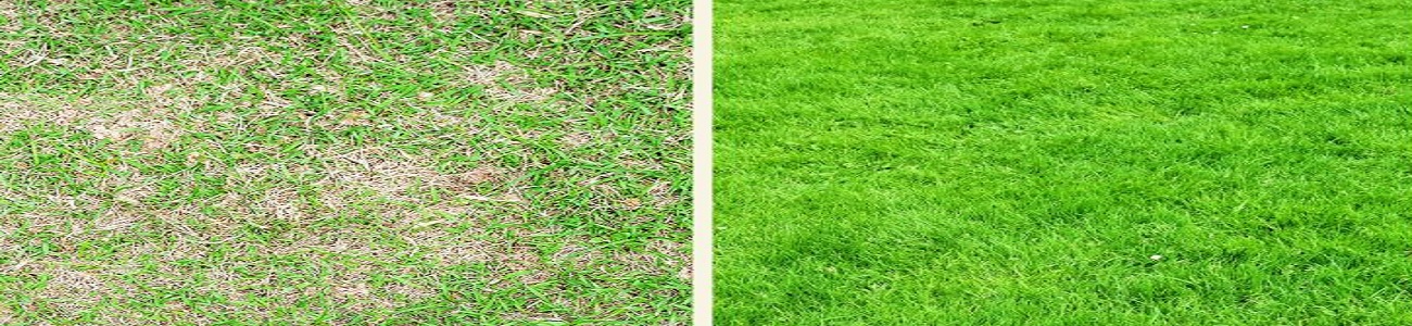 Graszaad voor herstel en doorzaaien van kale plekken in het gazon – Tuintotaalshop