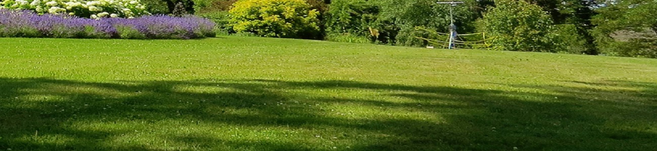 Graszaad voor schaduwrijke plekken in het gazon – Tuintotaalshop