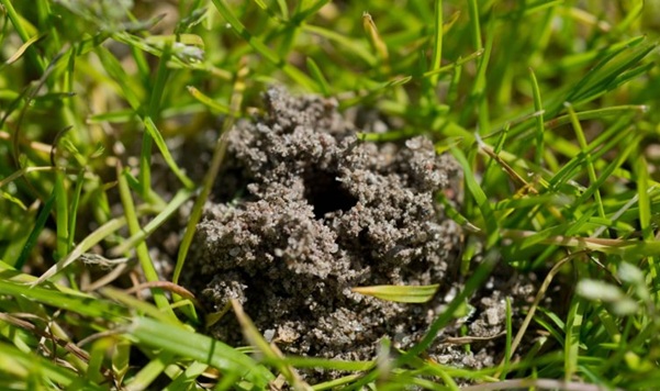 regenwormen veroorzaken hoopjes zand