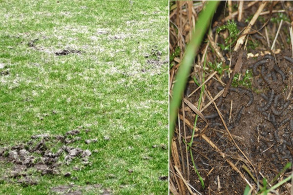 Schade door rouwvlieglarven in gazon met kale en verkleurde plekken