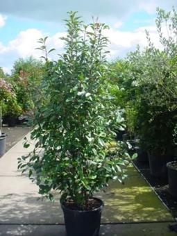 images/productimages/small/125-150photinia.jpg