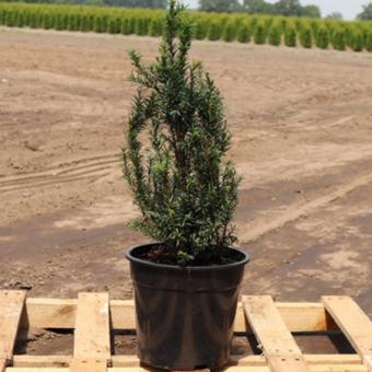 Taxus baccata pot C2 30/40cm