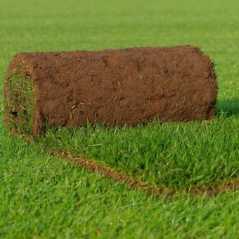 Biologische graszoden