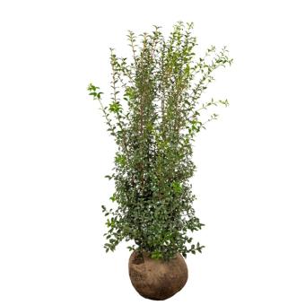 Osmanthus burkwoodii - kluit 60-80cm t/m 175-200cm