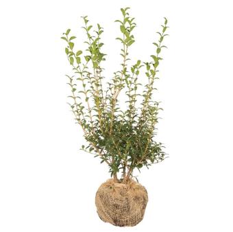 Osmanthus burkwoodii 60-80cm kluit