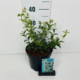 Osmanthus burkwoodii - pot 20-30cm