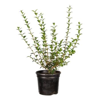 Osmanthus burkwoodii - pot 30-40cm
