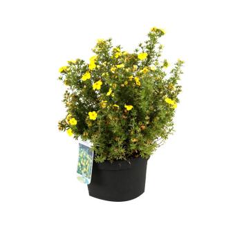 images/productimages/small/potentilla-fruticosa-kobold-4-caff.jpg