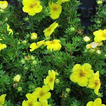 images/productimages/small/potentilla-fruticosa-kobold-7fcb.jpg