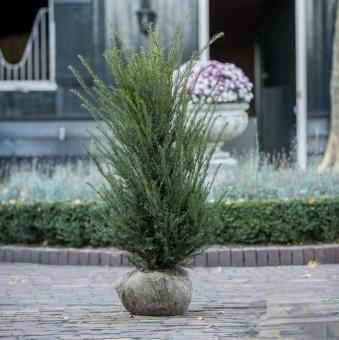 images/productimages/small/taxus-baccata-maat-100-125-cm.jpg