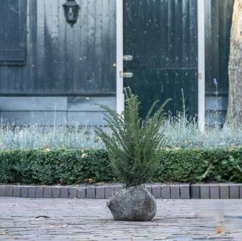 images/productimages/small/taxus-baccata-maat-40-60-cm.jpg
