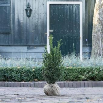 images/productimages/small/taxus-baccata-maat-60-80-cm.jpg