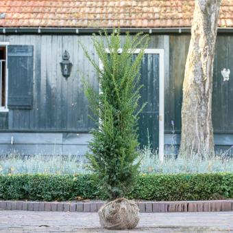 images/productimages/small/taxus125-150.jpg