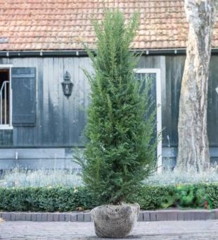 images/productimages/small/taxus150-175.jpg