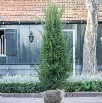 images/productimages/small/taxus175-200.jpg