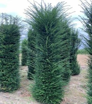 Taxus baccata - kluit 225-250cm