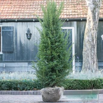 images/productimages/small/taxus200-225.jpg