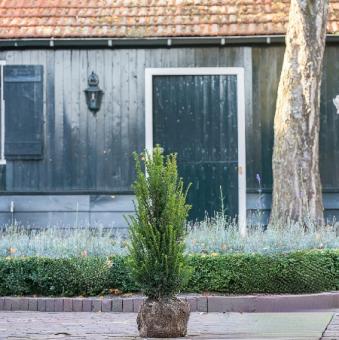 images/productimages/small/taxus80100.jpg
