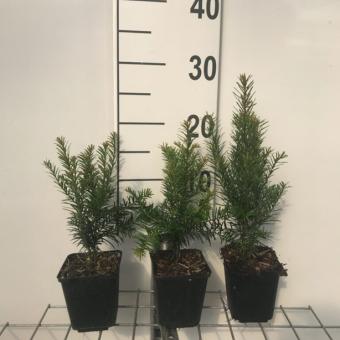 Taxus p9