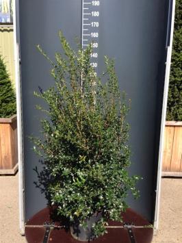 Osmanthus burkwoodii - pot 20-30cm t/m 175-200cm