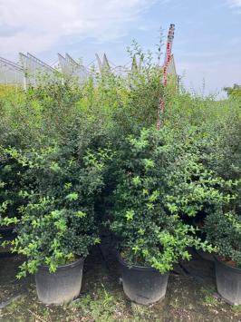 Osmanthus burkwoodii - pot 20-30cm t/m 175-200cm