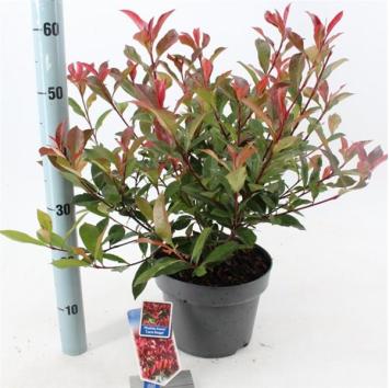 Photinia fraseri ‘Red Robin’ P9 10-20cm t/m C7,5 80-100cm