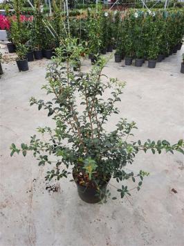 Osmanthus burkwoodii - pot 60-80cm