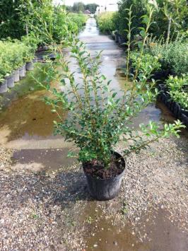 Osmanthus burkwoodii - pot 20-30cm t/m 175-200cm