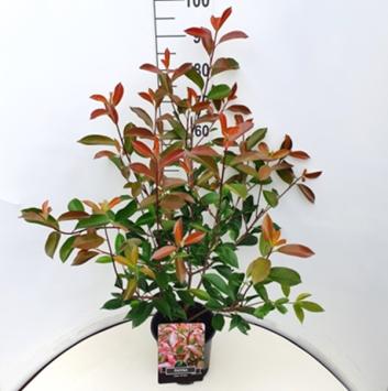 Photinia fraseri ‘Red Robin’ P9 10-20cm t/m C7,5 80-100cm