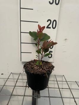 Photinia fraseri ‘Red Robin’ P9 10-20cm t/m C7,5 80-100cm