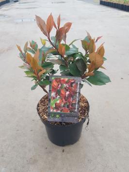 Photinia fraseri ‘Red Robin’ P9 10-20cm t/m C7,5 80-100cm