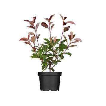 Photinia fraseri ‘Red Robin’ P9 10-20cm t/m C7,5 80-100cm