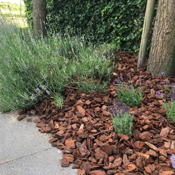 franse boomschors tussen lavendel
