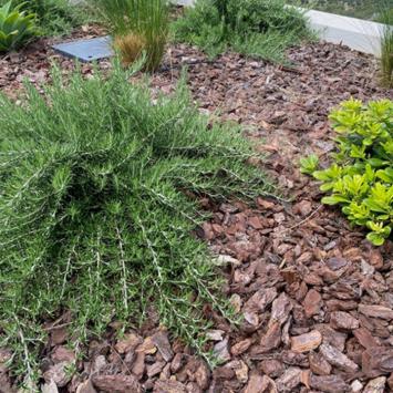 franse boomschors tussen beplanting