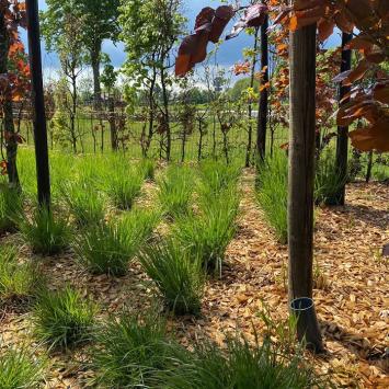 houtsnippers tussen beplanting