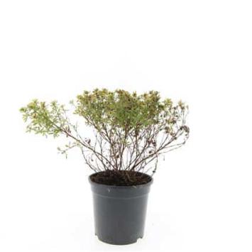 Struikganzerik - Potentilla fruticosa 'Kobold'