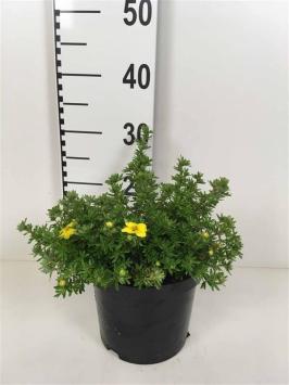 Struikganzerik - Potentilla fruticosa 'Kobold'