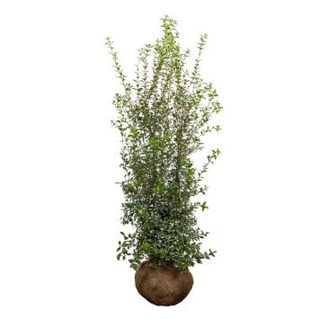 Osmanthus burkwoodii 125-150cm kluit
