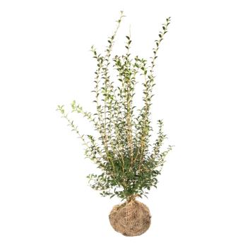 Osmanthus burkwoodii 80-100cm kluit