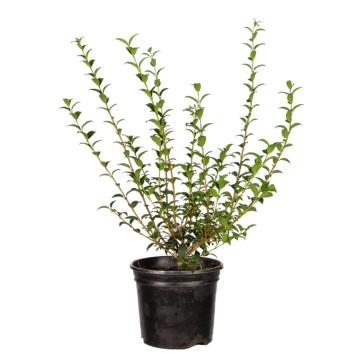 Osmanthus burkwoodii - pot 30-40cm