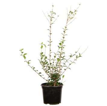 Osmanthus burkwoodii - pot 40-50cm