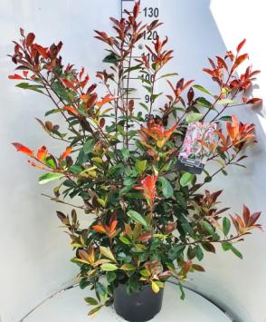 Photinia fraseri ‘Red Robin’ C10 100-125cm t/m C50 200-250cm