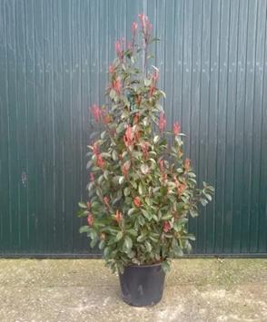 Photinia fraseri ‘Red Robin’ C10 100-125cm t/m C50 200-250cm