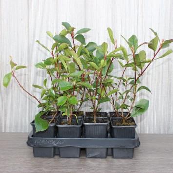 Photinia fraseri ‘Red Robin’ P9 10-20cm t/m C7,5 80-100cm