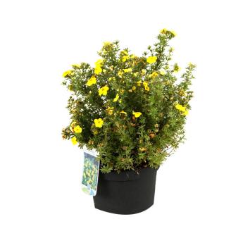 Struikganzerik - Potentilla fruticosa 'Kobold'
