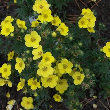 Ganzerik Potentilla fruticosa 'Sommerflor'