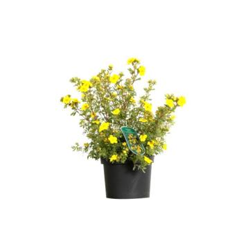 Ganzerik Potentilla fruticosa 'Sommerflor'