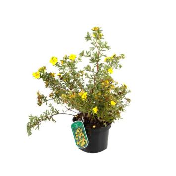 Ganzerik Potentilla fruticosa 'Sommerflor'